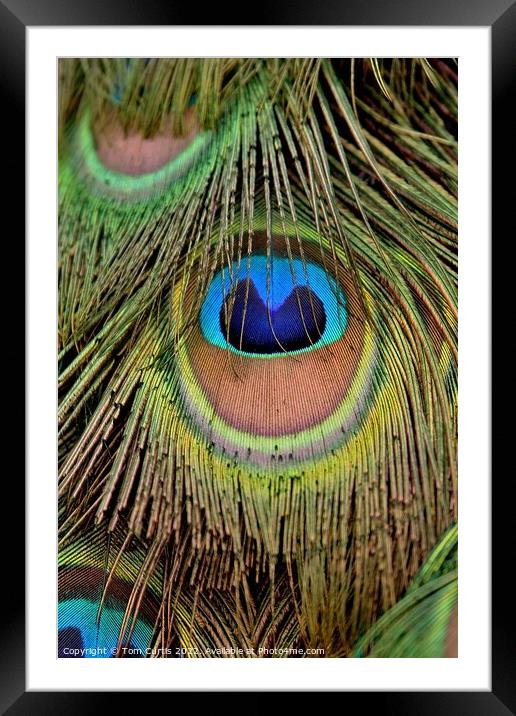 Peacock Feathers closeup Framed Mounted Print by Tom Curtis