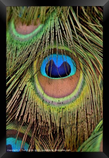 Peacock Feathers closeup Framed Print by Tom Curtis