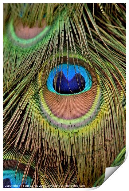 Peacock Feathers closeup Print by Tom Curtis