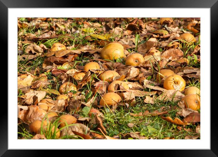 Apples on the ground Framed Mounted Print by aurélie le moigne