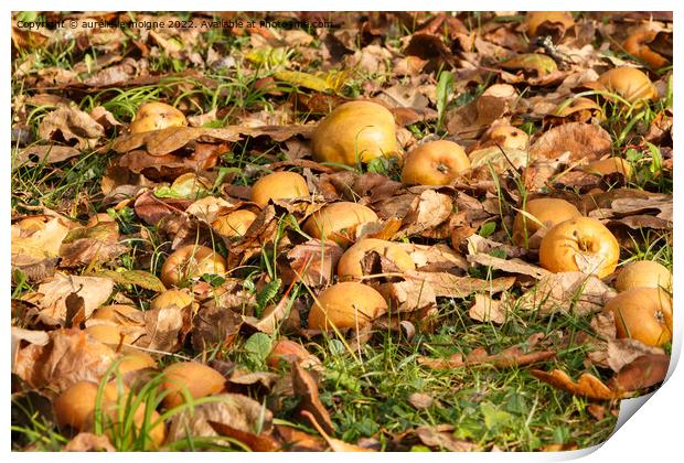 Apples on the ground Print by aurélie le moigne