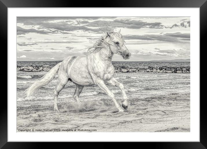 Camargue white stallion Black and White Framed Mounted Print by Helkoryo Photography