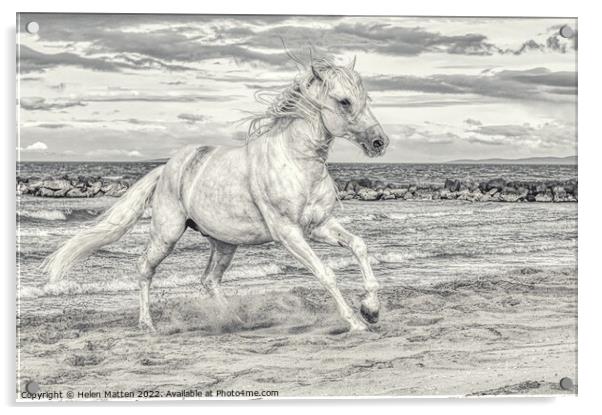 Camargue white stallion Black and White Acrylic by Helkoryo Photography