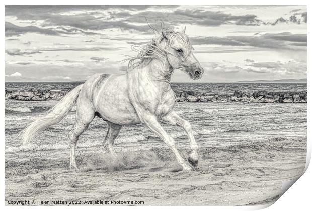 Camargue white stallion Black and White Print by Helkoryo Photography