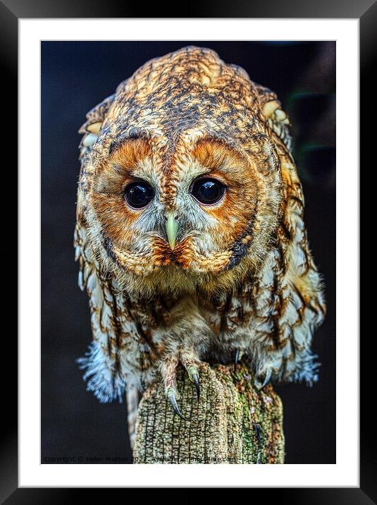 Tawny Owl Portrait Framed Mounted Print by Helkoryo Photography