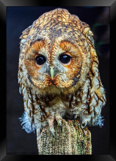 Tawny Owl Portrait Framed Print by Helkoryo Photography