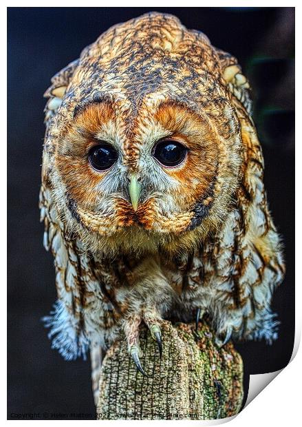 Tawny Owl Portrait Print by Helkoryo Photography