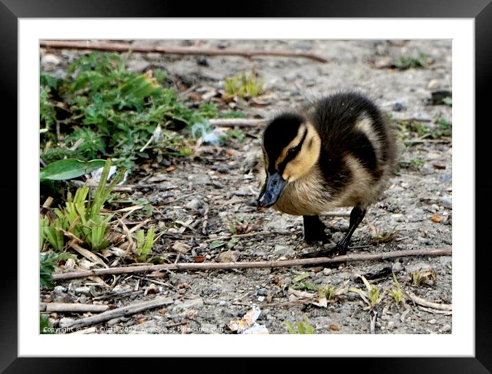 Mallard Duck Chick Framed Mounted Print by Tom Curtis