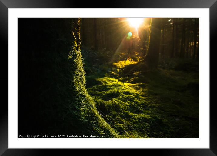 Caio Forest Framed Mounted Print by Chris Richards
