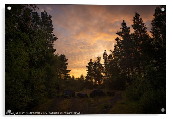 Sunrise Amongst the Pines Acrylic by Chris Richards