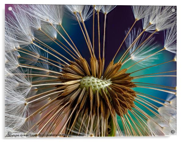A Dandelion Acrylic by Ron Sayer