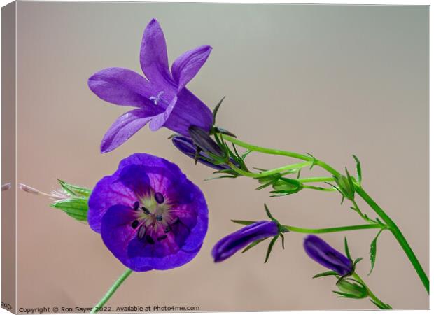Purple flower Canvas Print by Ron Sayer