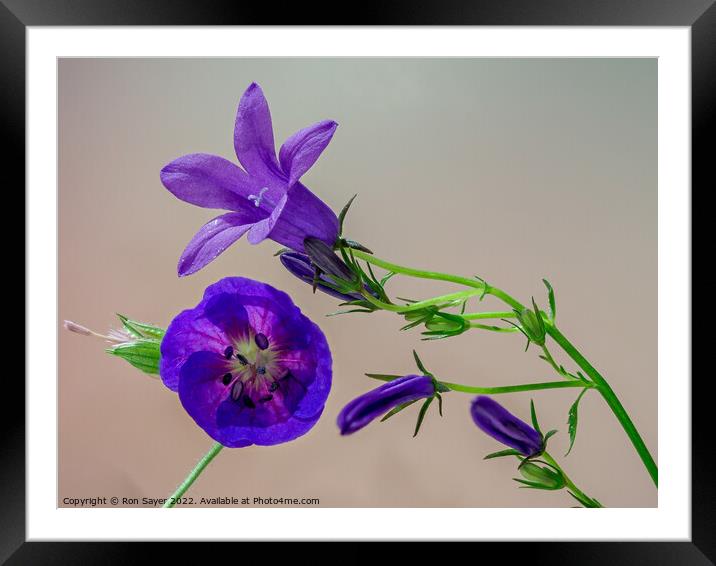 Purple flower Framed Mounted Print by Ron Sayer