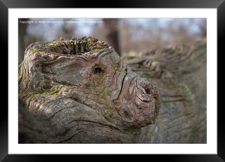 Face of a dog Framed Mounted Print by Kevin White