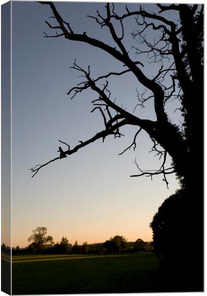 Gnarled old oak tree at sunset Canvas Print by Gordon Dixon