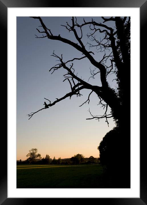 Gnarled old oak tree at sunset Framed Mounted Print by Gordon Dixon
