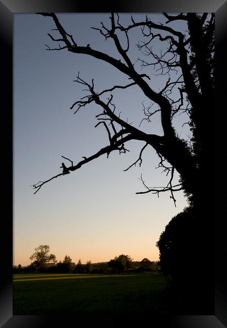 Gnarled old oak tree at sunset Framed Print by Gordon Dixon
