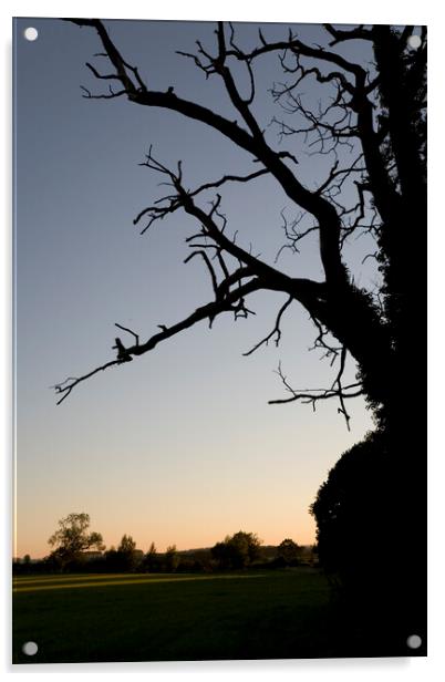 Gnarled old oak tree at sunset Acrylic by Gordon Dixon