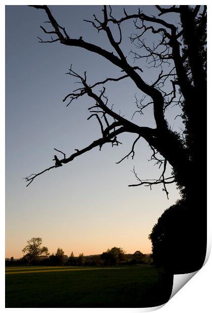 Gnarled old oak tree at sunset Print by Gordon Dixon