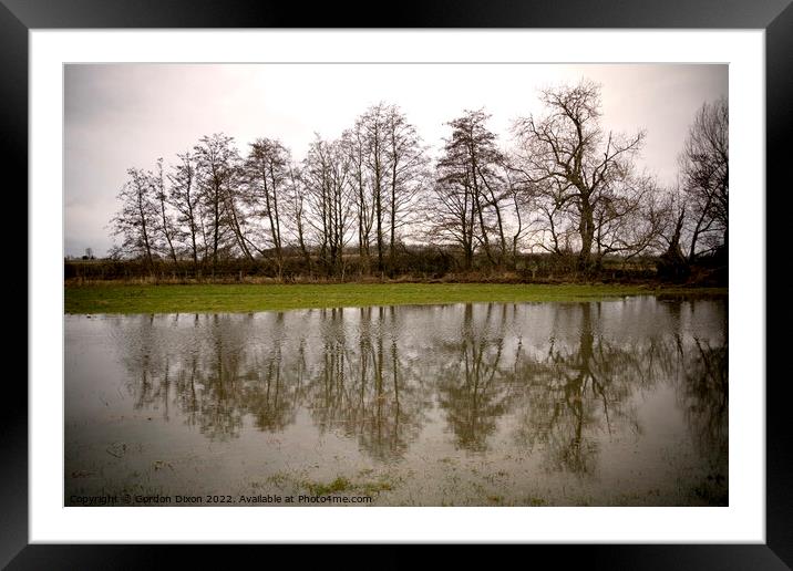 A row of trees reflected in flood water in a Somerset field Framed Mounted Print by Gordon Dixon