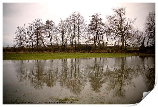 A row of trees reflected in flood water in a Somerset field Print by Gordon Dixon
