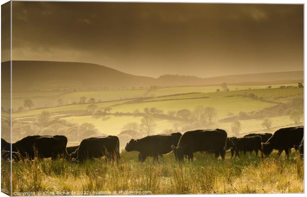 Betws Cattle Canvas Print by Chris Richards