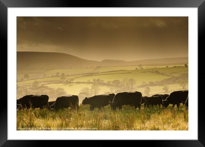 Betws Cattle Framed Mounted Print by Chris Richards