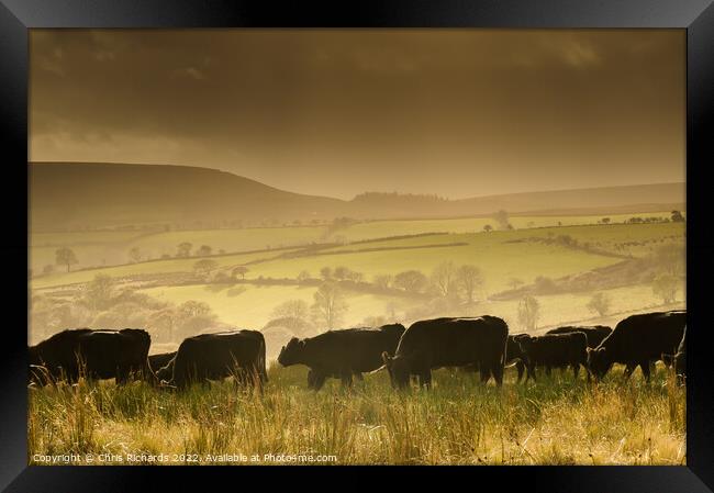 Betws Cattle Framed Print by Chris Richards