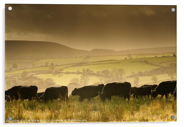 Betws Cattle Acrylic by Chris Richards