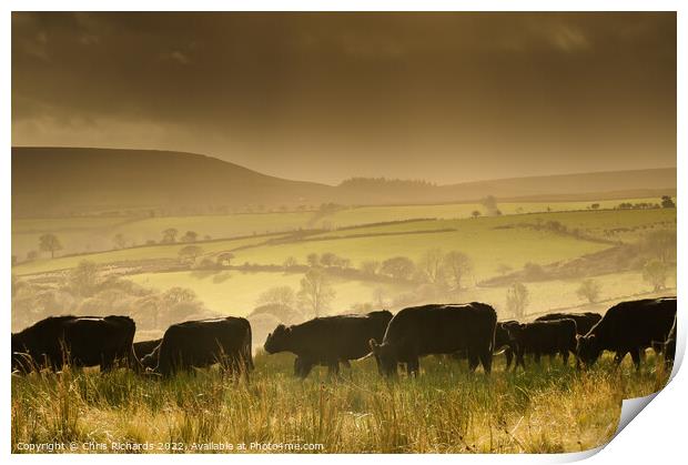Betws Cattle Print by Chris Richards