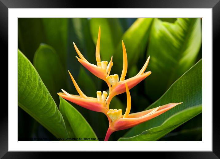Beautiful tropical orange yellow Heliconia flower  Framed Mounted Print by Gordon Dixon
