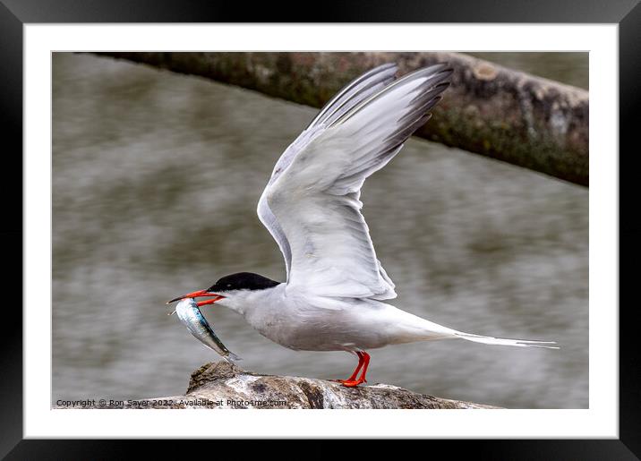 Artic Tern whith fish Framed Mounted Print by Ron Sayer