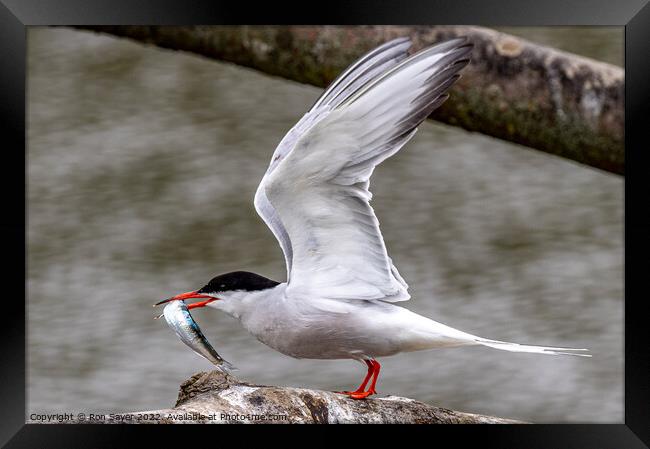 Artic Tern whith fish Framed Print by Ron Sayer
