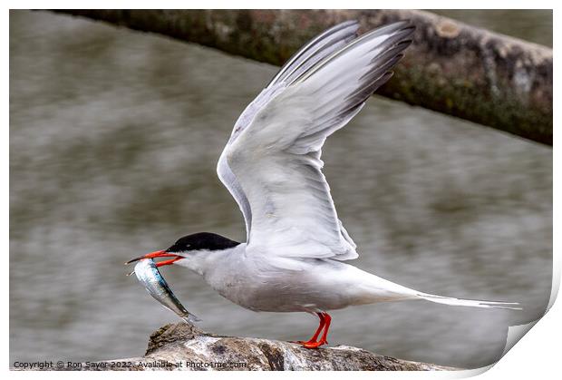 Artic Tern whith fish Print by Ron Sayer