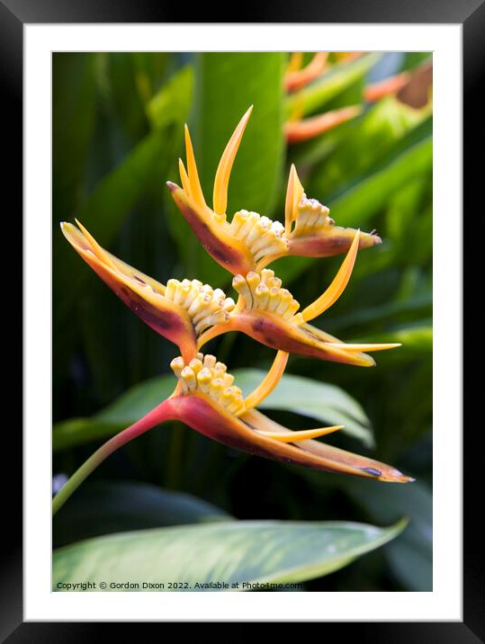 Beautiful tropical orange yellow Heliconia flower - portrait Framed Mounted Print by Gordon Dixon