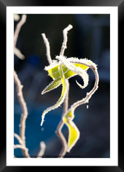 Needle-like ice crystals on branches and leaves of a twisted hazel bush Framed Mounted Print by Gordon Dixon