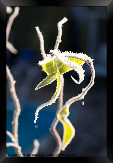 Needle-like ice crystals on branches and leaves of a twisted hazel bush Framed Print by Gordon Dixon