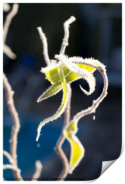 Needle-like ice crystals on branches and leaves of a twisted hazel bush Print by Gordon Dixon