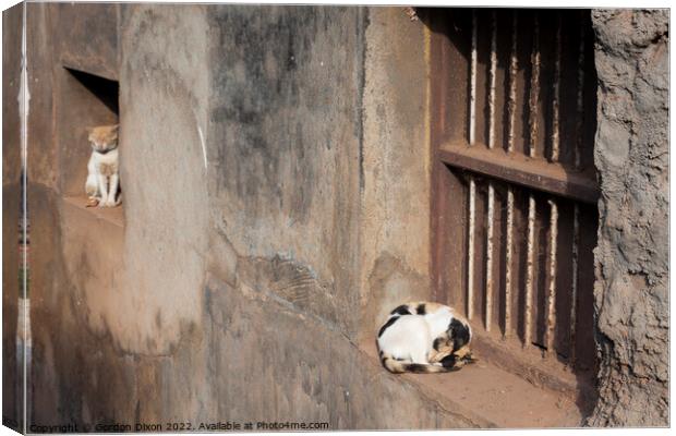 Two cats on window ledges outside a slum in Mangalore, India Canvas Print by Gordon Dixon