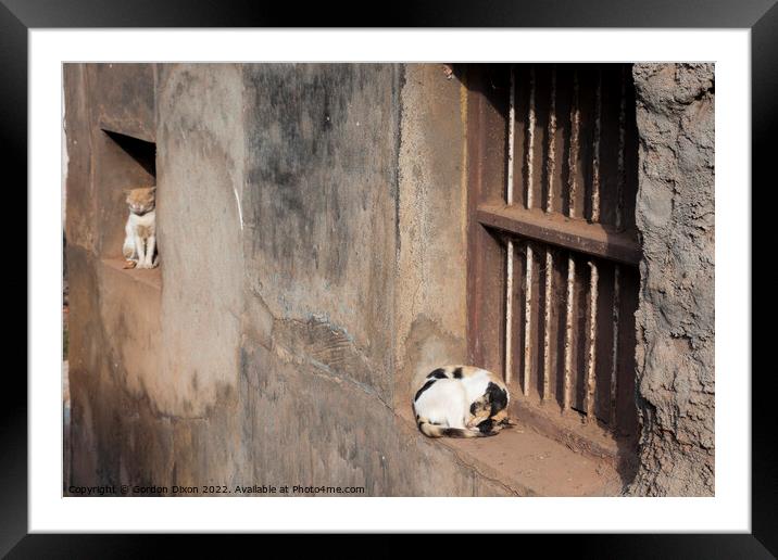 Two cats on window ledges outside a slum in Mangalore, India Framed Mounted Print by Gordon Dixon