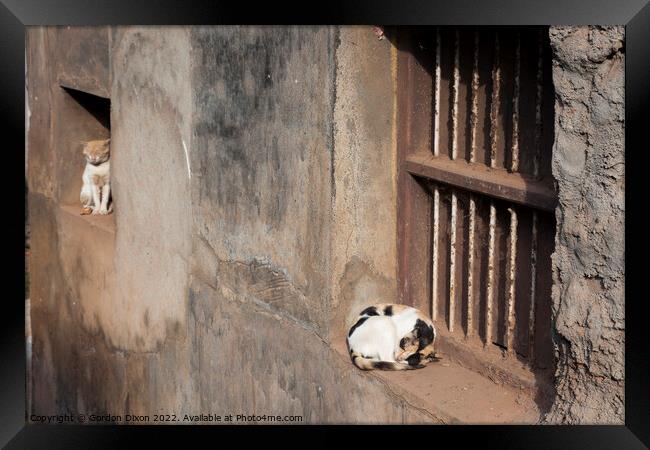 Two cats on window ledges outside a slum in Mangalore, India Framed Print by Gordon Dixon