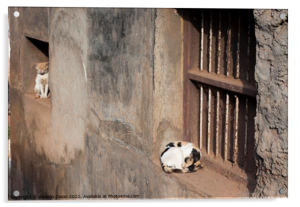 Two cats on window ledges outside a slum in Mangalore, India Acrylic by Gordon Dixon
