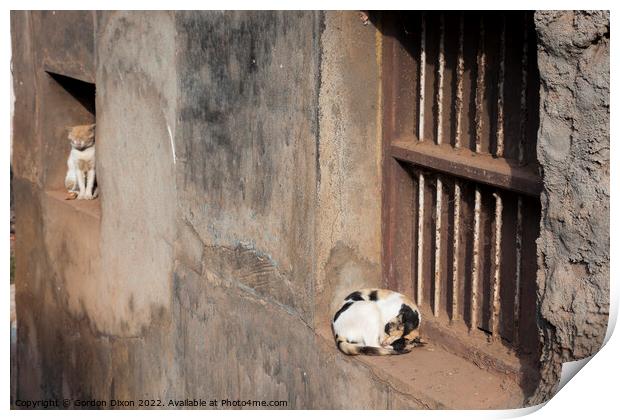 Two cats on window ledges outside a slum in Mangalore, India Print by Gordon Dixon