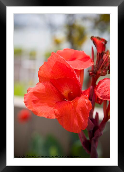 Vibrant red Canna flower in an English garden Framed Mounted Print by Gordon Dixon