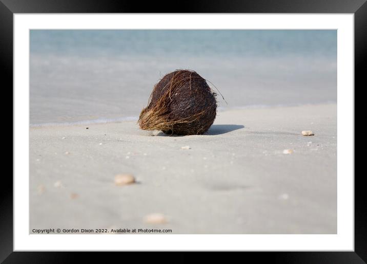 Washed up coconut on Jumeira beach, Dubai Framed Mounted Print by Gordon Dixon