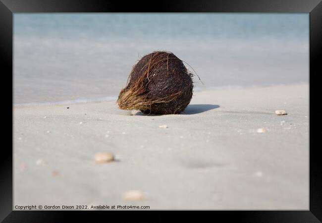 Washed up coconut on Jumeira beach, Dubai Framed Print by Gordon Dixon