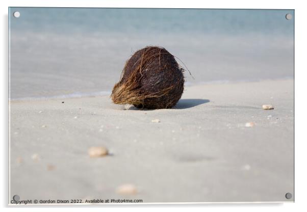 Washed up coconut on Jumeira beach, Dubai Acrylic by Gordon Dixon