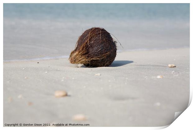 Washed up coconut on Jumeira beach, Dubai Print by Gordon Dixon