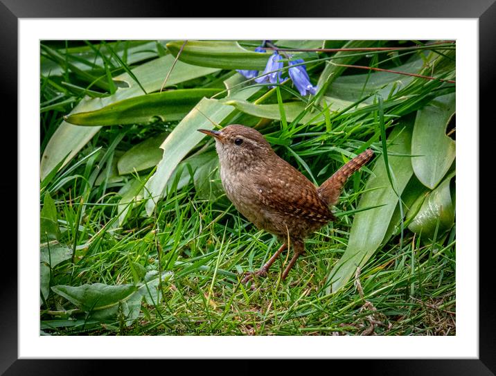 Wren Framed Mounted Print by Ron Sayer