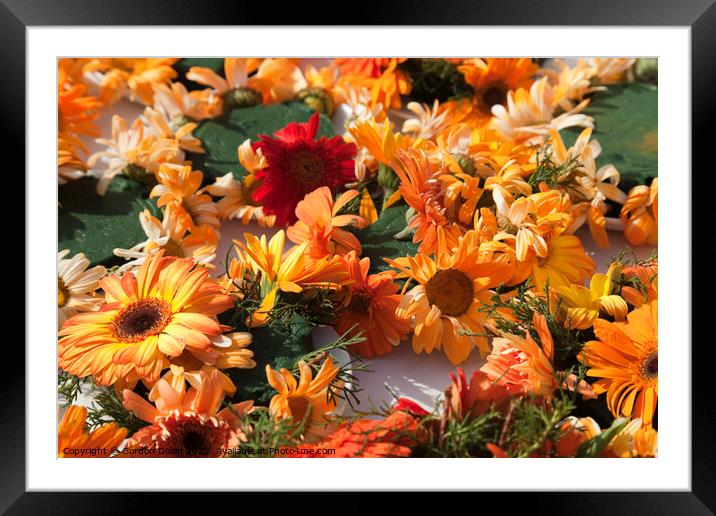 Red and orange chrysanthemums Framed Mounted Print by Gordon Dixon